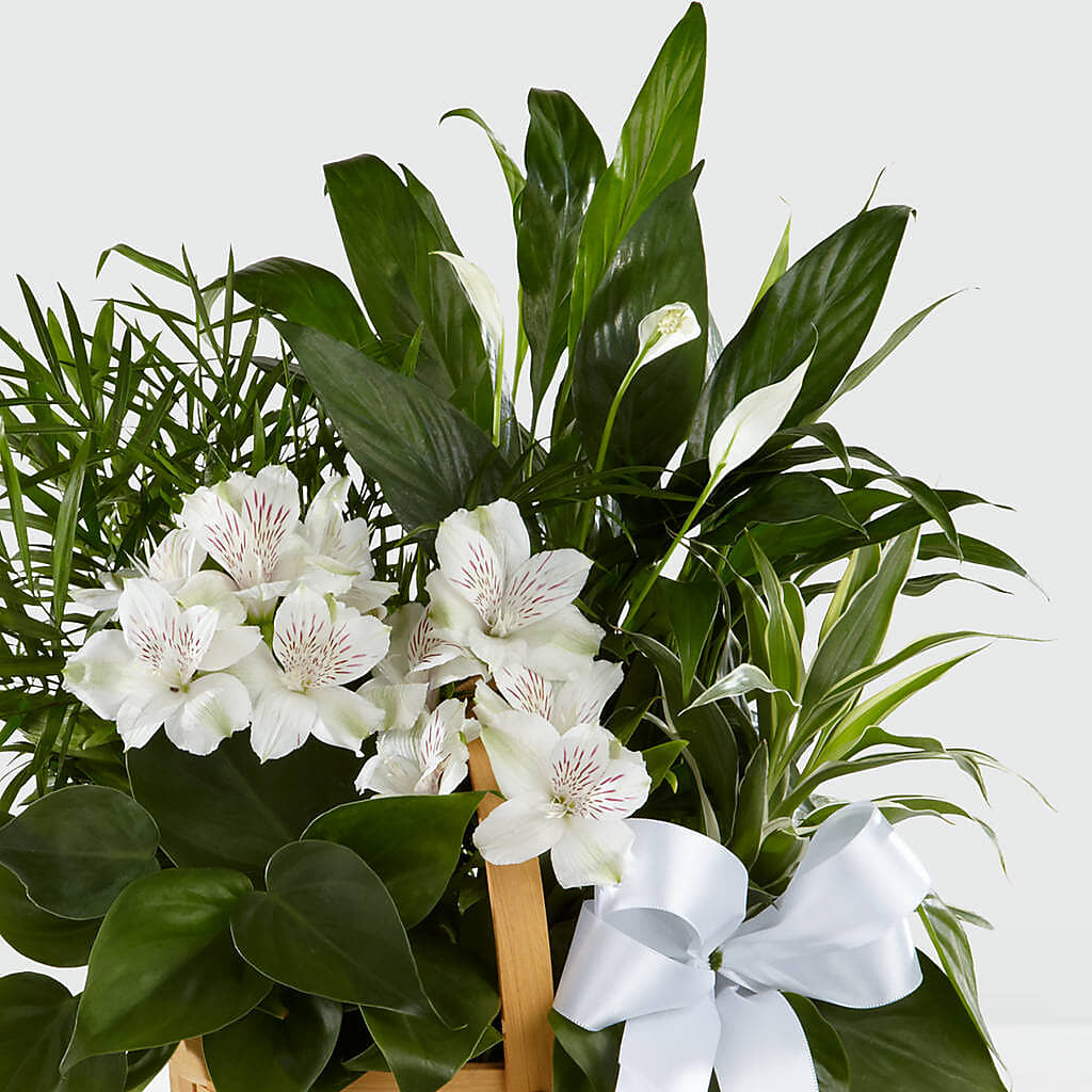 Peace & Serenity Dishgarden – C IMONDI & SON FLORIST & GREENHOUSE, Pawtucket RI