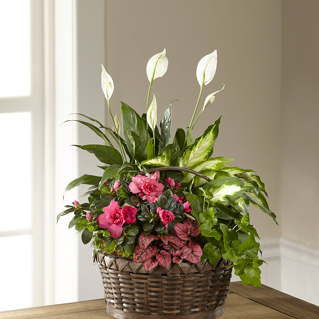 Dream in Pink Dishgarden – C IMONDI & SON FLORIST & GREENHOUSE, Pawtucket RI