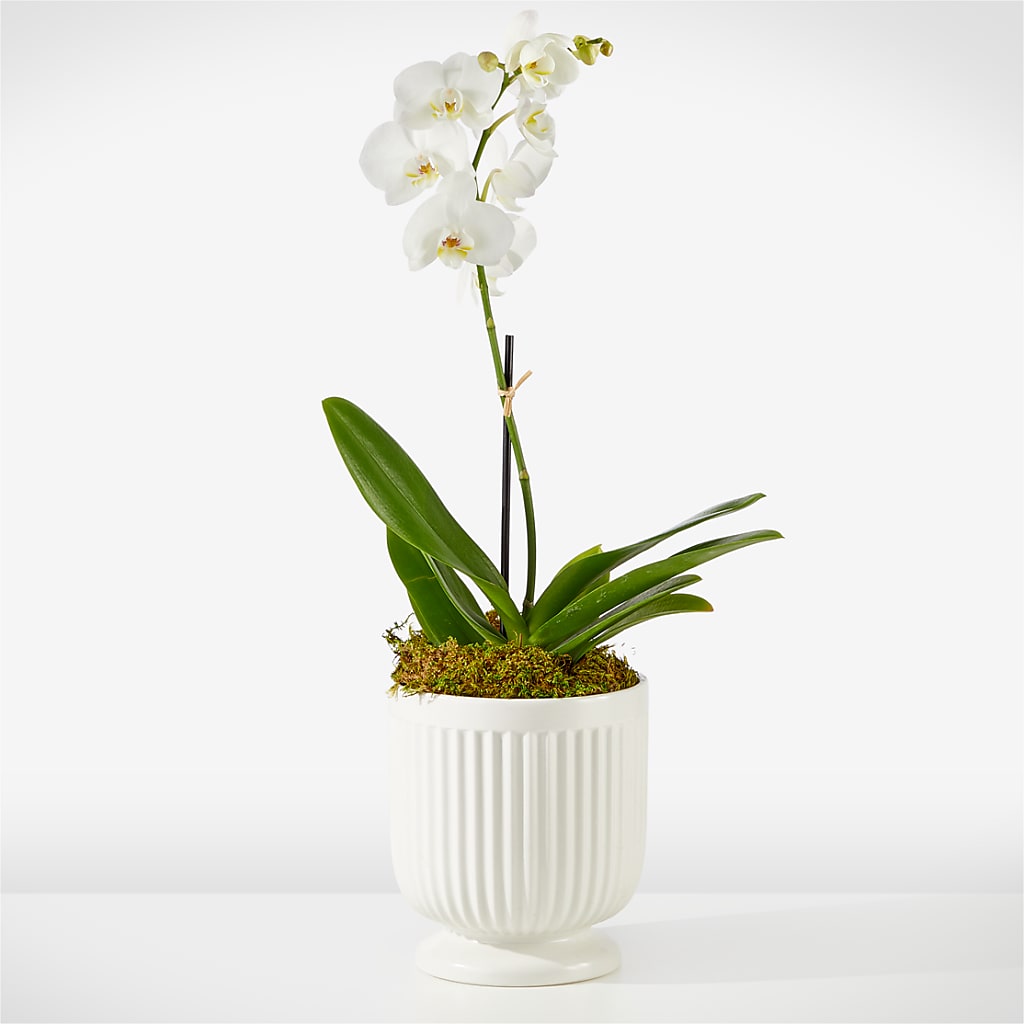 Whispering White Orchid – C IMONDI & SON FLORIST & GREENHOUSE, Pawtucket RI