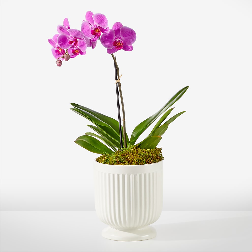 Friendly Fuchsia Orchid – C IMONDI & SON FLORIST & GREENHOUSE, Pawtucket RI