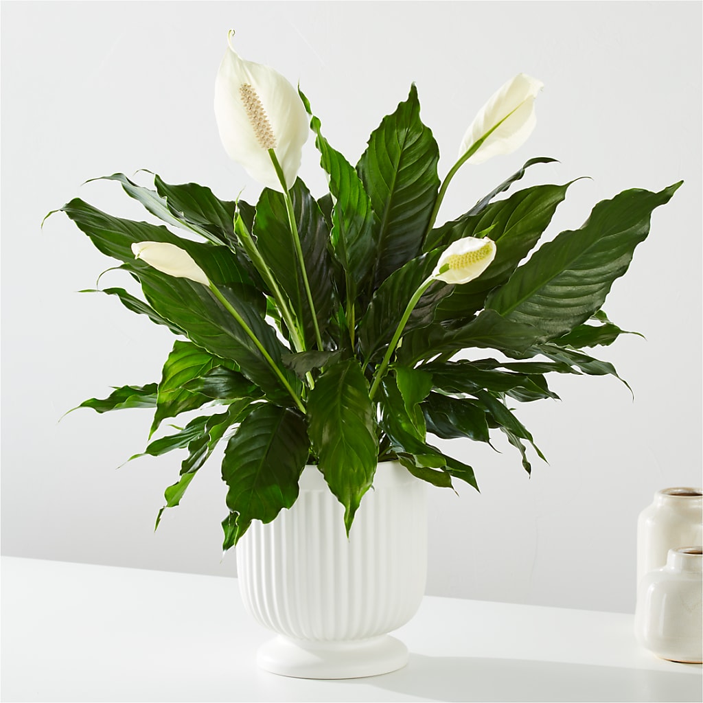 Comfort Planter – C IMONDI & SON FLORIST & GREENHOUSE, Pawtucket RI