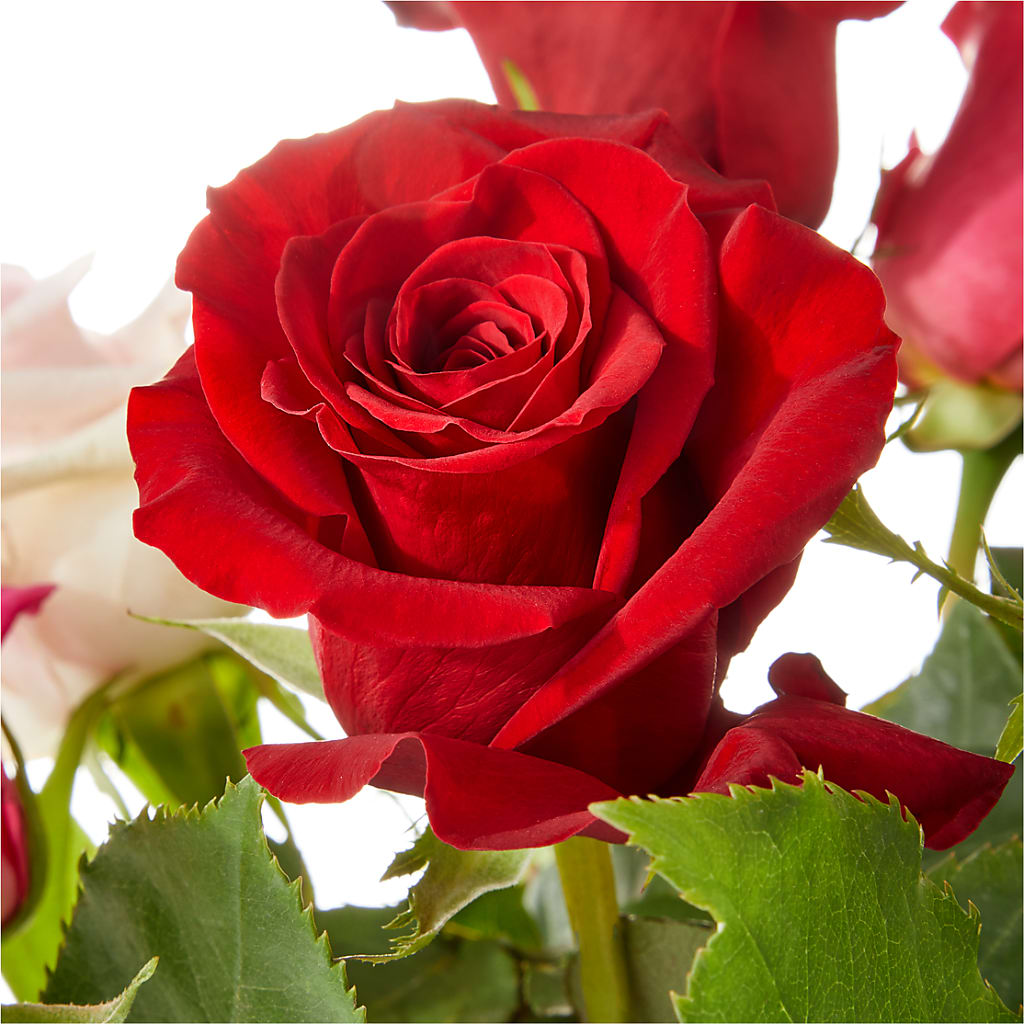 Love Notes Rose Bouquet – C IMONDI & SON FLORIST & GREENHOUSE, Pawtucket RI