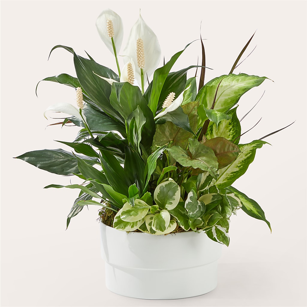 Radiating Positivity Dishgarden – C IMONDI & SON FLORIST & GREENHOUSE, Pawtucket RI