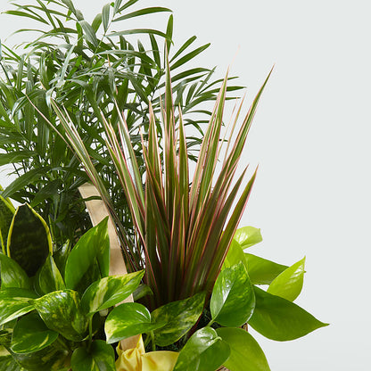 French Garden – C IMONDI & SON FLORIST & GREENHOUSE, Pawtucket RI