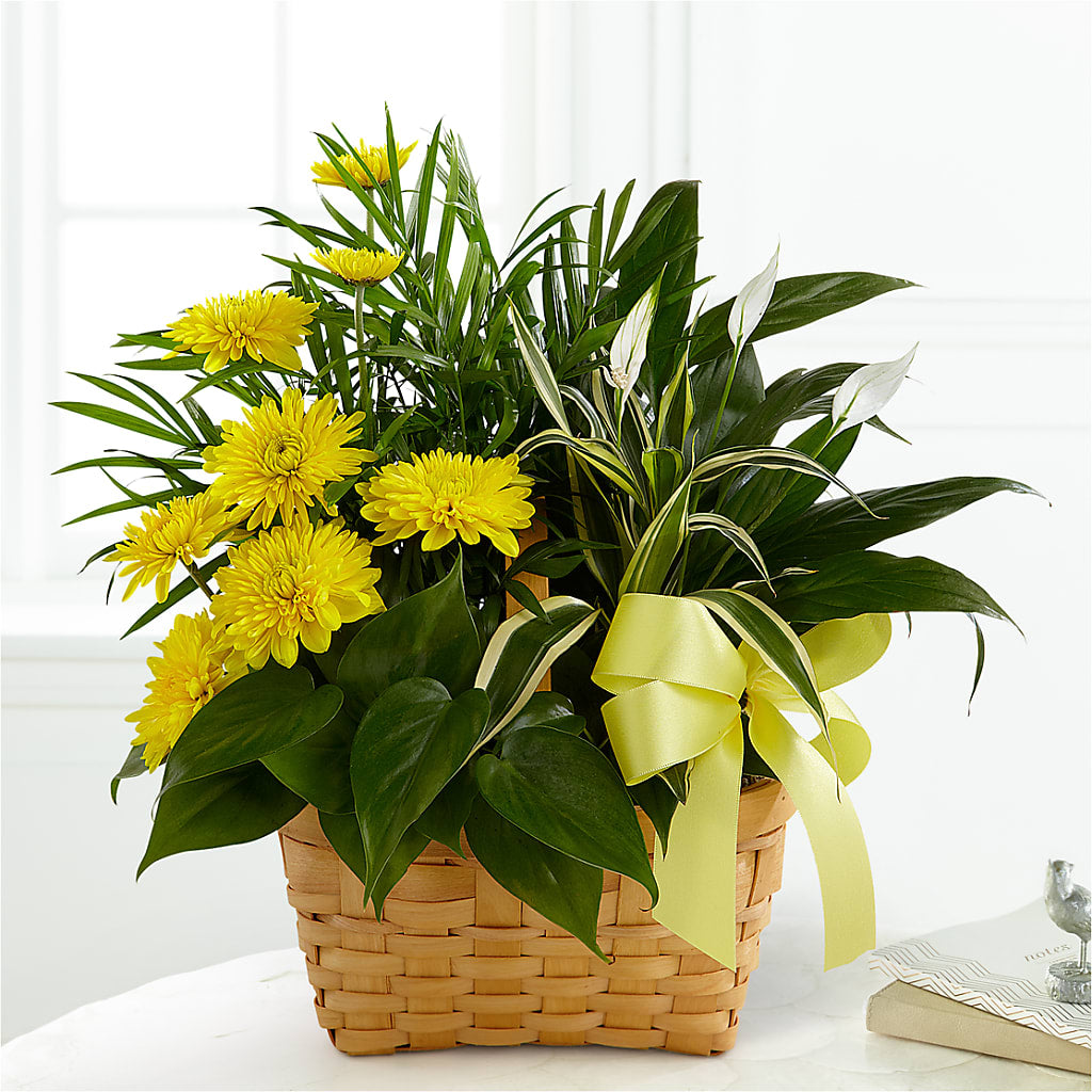Loving Light Dishgarden – C IMONDI & SON FLORIST & GREENHOUSE, Pawtucket RI