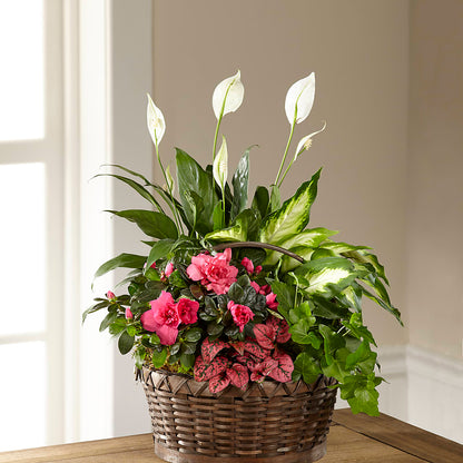 Dream in Pink Dishgarden – C IMONDI & SON FLORIST & GREENHOUSE, Pawtucket RI