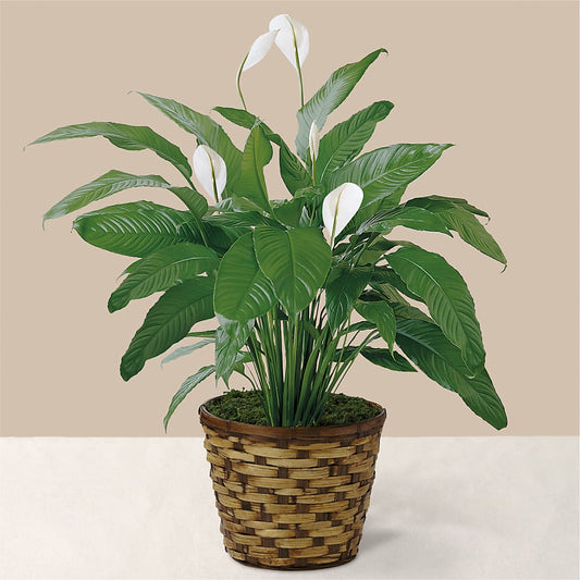 Tranquil Moments Peace Lily Plant – C IMONDI & SON FLORIST & GREENHOUSE, Pawtucket RI