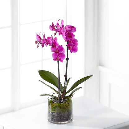 Pink Orchid Plant – C IMONDI & SON FLORIST & GREENHOUSE, Pawtucket RI